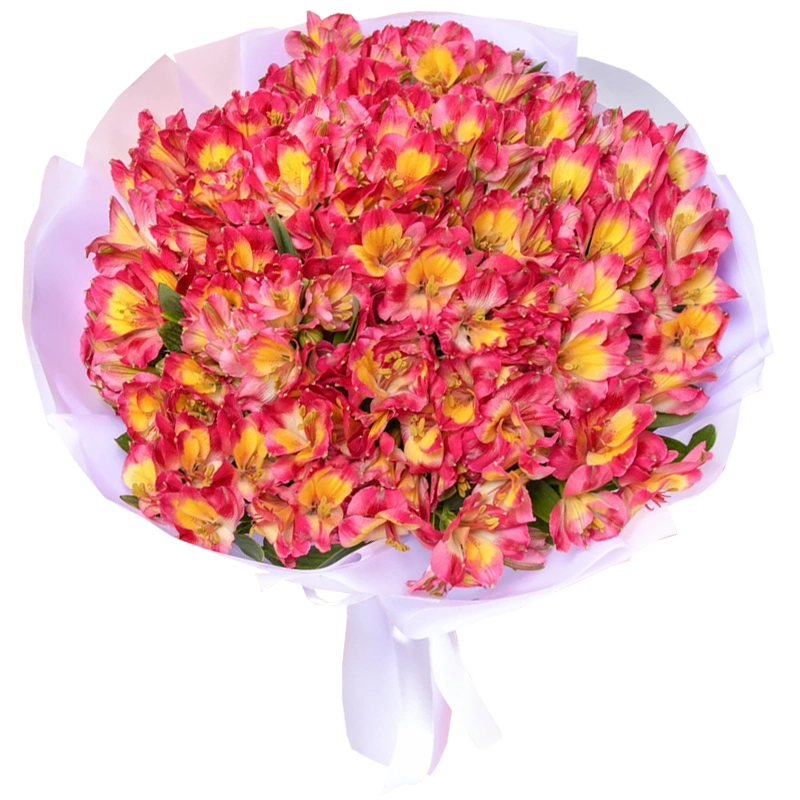 букет из 35 малиновых альстромерий