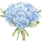 Гортензии голубые