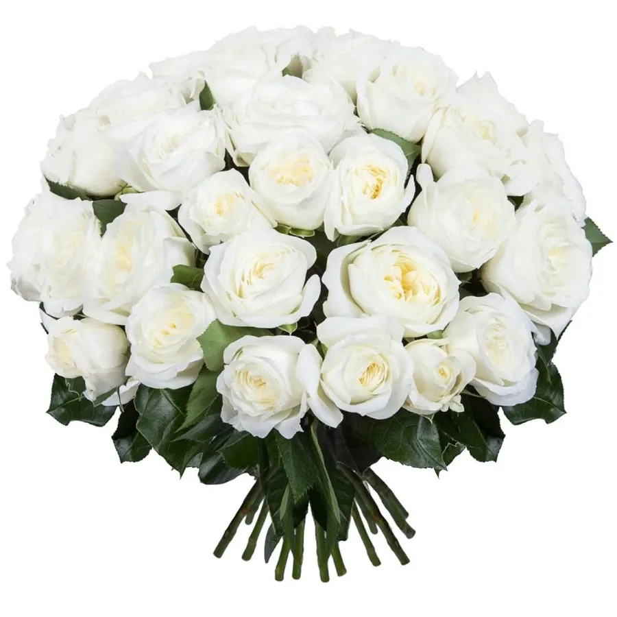 Розы Пионовидные белые